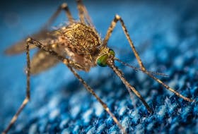 Mosquitoes and other biting insects are pests during the warmer months and reactions to their bites can be quite a dreadful experience for some people.  Егор Камелев photo/Unsplash