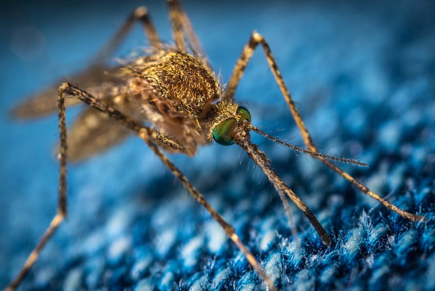 Mosquitoes and other biting insects are pests during the warmer months and reactions to their bites can be quite a dreadful experience for some people.  Егор Камелев photo/Unsplash