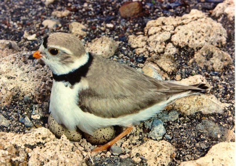 As the number of piping plovers and nesting pairs remain low in Nova Scotia, the Nature Conservancy of Canada and Birds Canada are holding an information session and walking tour Saturday in hopes of raising awareness and gaining more volunteers to help protect nesting areas