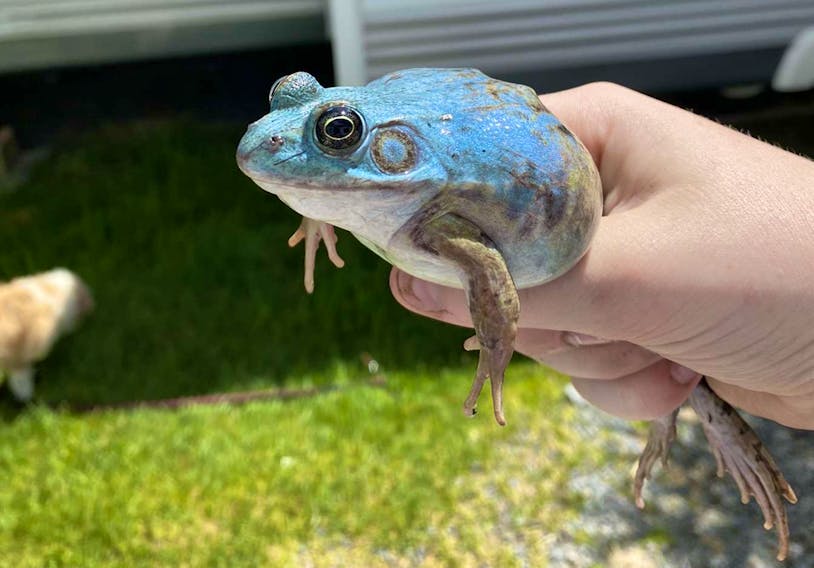 The one that (almost) hopped away: Over a year after first spotting  'one-in-a-million' blue frog, Carbonear teen and friends catch the elusive  amphibian