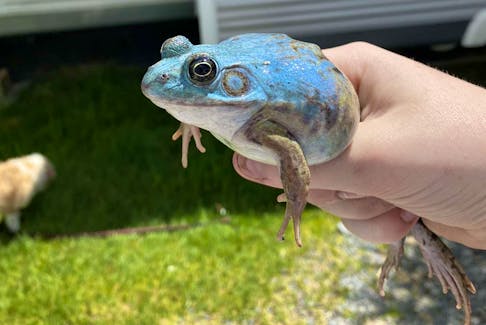 Though technically called a Green Frog, this frog found by 13-year-old Keaton Clarke of Carbonear has a rare mutation called axanthism which makes it appear blue. Contributed photo.