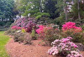 This time of year, it’s well worth visiting the Atlantic Food and Horticulture Research Centre in Kentville to view the breathtaking display of rhododendrons and azaleas.