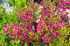 Weigela is a summer flowering shrub loved by hummingbirds, bees, and gardeners! There are many cultivars available with some staying very compact and others growing about 5 feet tall and wide. 