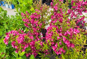 Weigela is a summer flowering shrub loved by hummingbirds, bees, and gardeners! There are many cultivars available with some staying very compact and others growing about 5 feet tall and wide. 