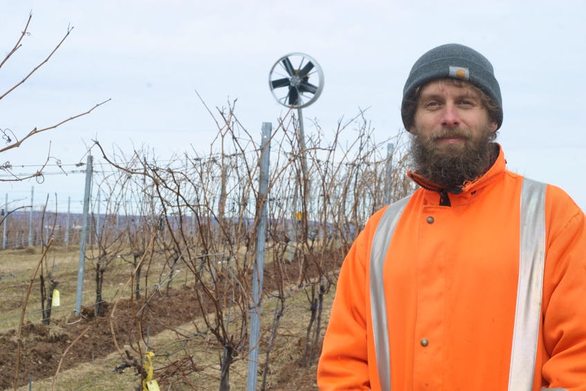 Agriculture and Agri-Food Canada plant physiologist Harrison Wright in the vineyard at the Kentville Research and Development Centre earlier this year.