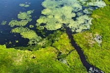What appears to be algae blooming near the near the stream inlet that flows into Bisset Lake in Cole Harbour, NS Monday, June 27, 2022.
TIM KROCHAK PHOTO