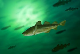 big cod fish and shoal under water  Before the moratorium was announced, codfish were rapidly becoming less plentiful and smaller in the bays. — File photo