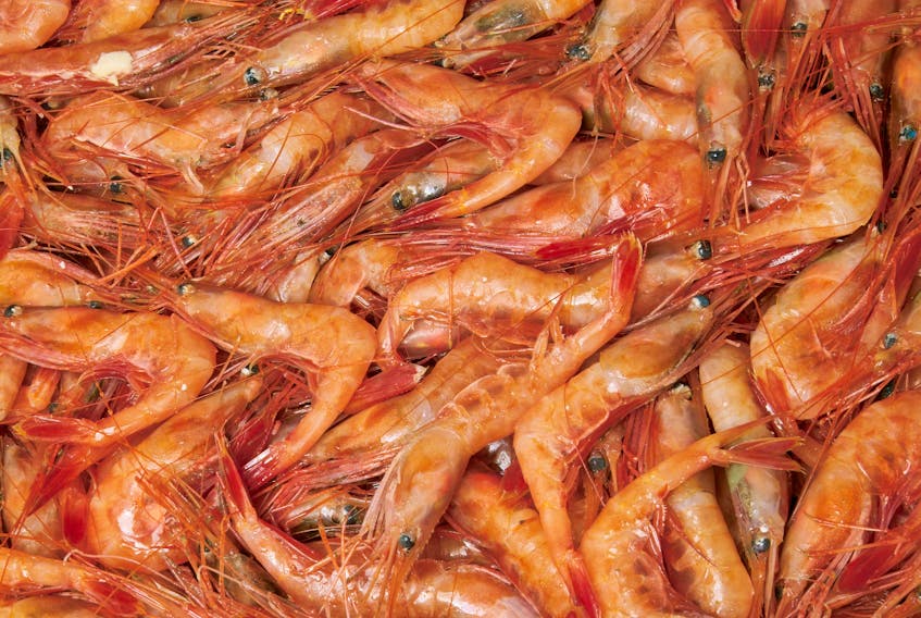 northern shrimp
