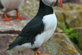 The charismatic Atlantic puffin regularly draws holidaying visitors to Newfoundland and Labrador. Contributed photo