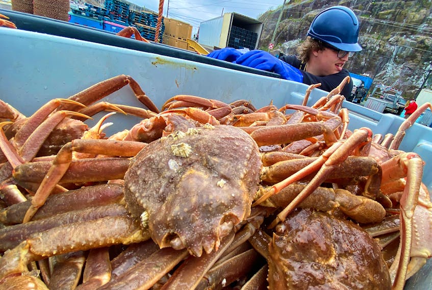Ethan Butler, a crewmember of the fishing vessel Bottom Dollar, helps unload a catch of crab at the wharf on Southside Road in St. John’s Friday afternoon.

Keith Gosse/The Telegram
