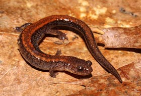 The Eastern Red-Backed Salamander usually doesn't reach any more than 10 cm in length. (Alex Karasoulos/Wikimedia)
