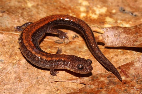 Hey Newfoundland! Have you seen any salamanders in your backyard lately?