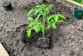 Remove the lower set of leaves when transplanting tomato seedlings and plant the stem deeply to encourage a robust root system. 