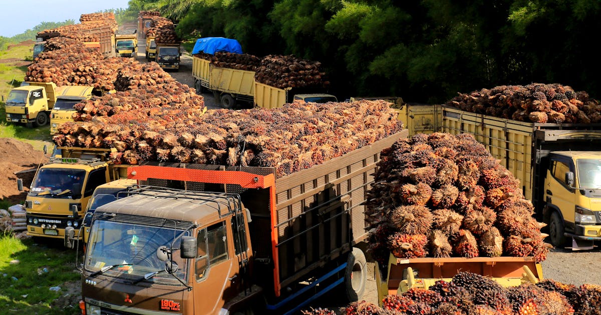 Indonesia turunkan pajak ekspor maksimum minyak sawit menjadi $488/ton – Menteri Perdagangan