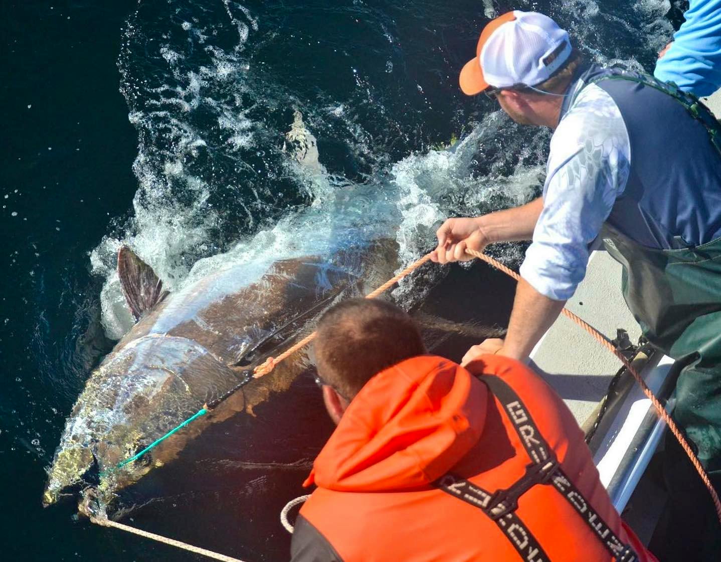 Mackeral tips.  Fishing -  - Fishing WA. Fishing Photos &  Videos