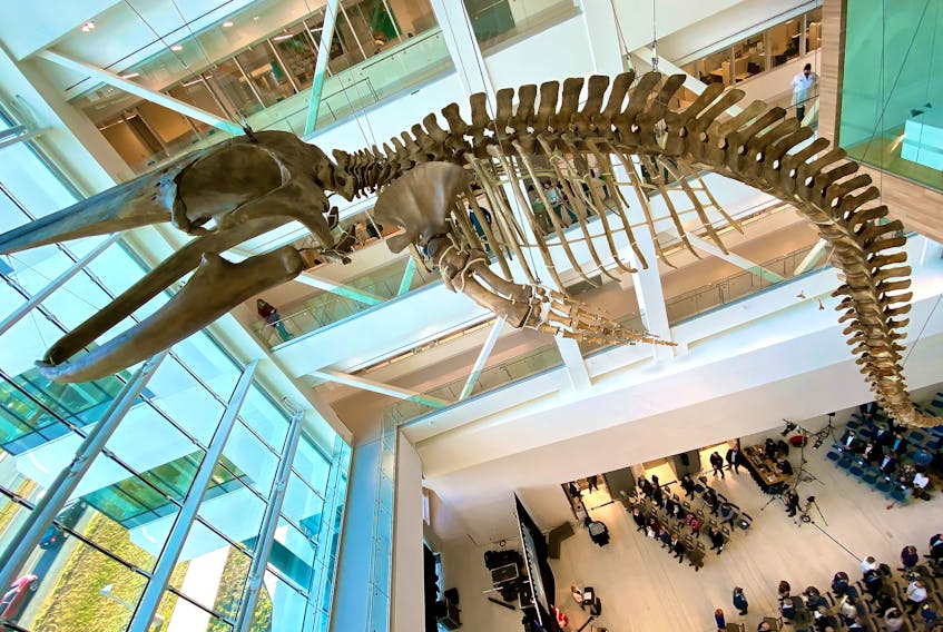 The 25-metre-long skeleton of a blue whale hangs the atrium where the official opening ceremony for Memorial University’s Core Science Facility was held Friday afternoon. Memorial president Vianne Timmons was joined at the official opening by Lt. Gov. Judy Foote, St. John's South-Mount Pearl MP Seamus O’Regan, Joanne Thompson, MP for St. John’s East, Premier of Newfoundland and Labrador Andrew Furey and Tom Osborne, provincial minister of Education. Over 3,000 undergraduate and hundreds of graduate students are using the building for laboratories and seminars. The $325 million project was completed on schedule and opened to students in September of this year. - Keith Gosse/The Telegram