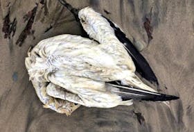 Gannets have been found dead on many beaches around Cape Breton Island, like this one on Dominion beach found by Wayne McKay on May 28. CONTRIBUTED/WAYNE MCKAY