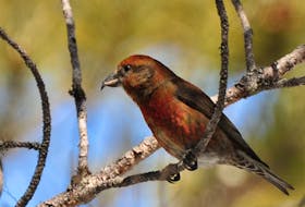 The red crossbill percna has been listed as threatened under the Endangered Species Act in Newfoundland and Labrador. The bird was previously listed as endangered.