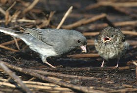A parent junco tends to a baby junco out of the nest, but still too young to look after itself. Contributed photo