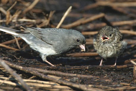 BRUCE MACTAVISH: You ran into a seemingly helpless baby bird?  Don't touch and let nature take its course