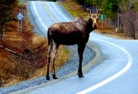 The province has announced a new five-year moose management plan for Newfoundland and Labrador.