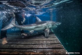 Montauk, a great white shark, has been been swimming off Cape Breton, according to the OCEARCH research organization. CONTRIBUTED