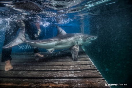 White shark pinging off Cape Breton’s Scatarie Island