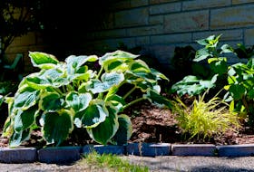 Big-leafed hostas will make even the most doubtful gardener feel like a pro. CONTRIBUTED