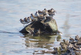 Semipalmated sandpipers preen and doze as they wait for the tide to turn, at the Guzzle, in Grand Pre. Millions of shorebirds visit the Bay of Fundy’s intertidal and coastal areas every summer to rest and refuel during their migration south. File