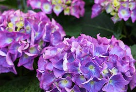 Hydrangeas mature to 1.5 metres and prefer partial to full sun. Contributed