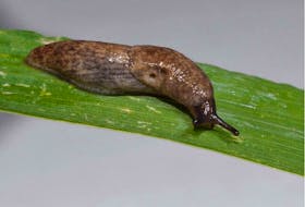 The common grey garden slug is a voracious eater and can do a surprising amount of damage.