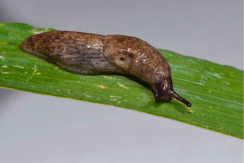 The common grey garden slug is a voracious eater and can do a surprising amount of damage.