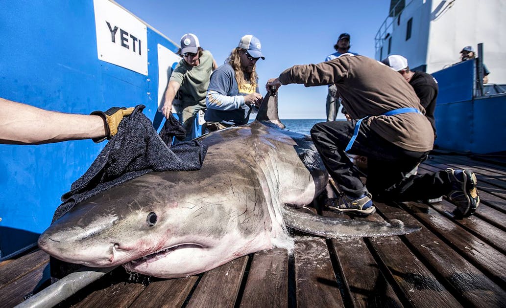baby great white shark size