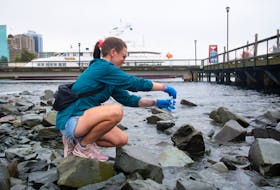 Jen Frail-Gauthier, an instructor at Dalhousie, collects a water sample on the Halifax waterfront on Tuesday, July 19, 2022.
Ryan Taplin - The Chronicle Herald