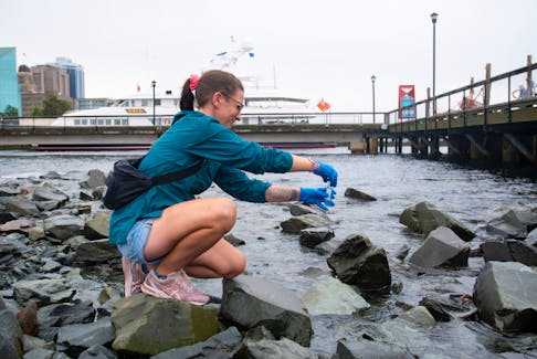 Jen Frail-Gauthier, an instructor at Dalhousie, collects a water sample on the Halifax waterfront on Tuesday, July 19, 2022.
Ryan Taplin - The Chronicle Herald