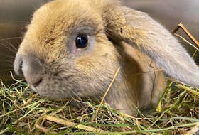 The P.E.I. Humane Society and Island Hill Farm are partnering to foster rabbits that are ready for adoption to assist the shelter with the overwhelming number of rabbits and small critters currently in care. File Photo