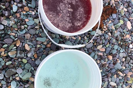 Salt beef brine and water were used randomly in a blind trials during an experiment this week to see if brine actually attracts capelin to the beach as local legend indicates.