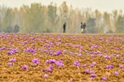  Farmers work in a saffron field in Pampore, south of the city of Srinagar in the Indian union territory of Jammu and Kashmir.