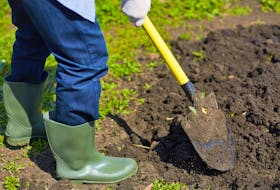 The benefits of gardening and working with soil could be far more reaching than just what is on the surface, experts say.