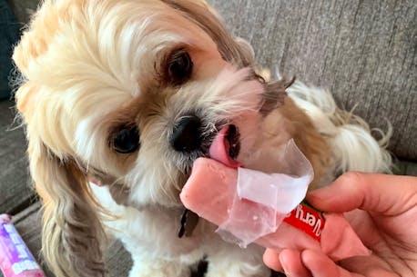 Battre les journées canines de l'été avec de la crème glacée adaptée aux chiens : les entreprises de la côte Est proposent des friandises fraîches spécialement pour les animaux de compagnie
