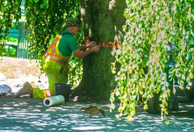 A city worker tries to mitigate the damage to the Weeping European Beech near the Boer War Memorial fountain at the Halifax Public Gardens on Tuesday, July 26, 2022. Vandals broke into the Public Gardens on Monday night and damaged several trees with an axe.
Ryan Taplin - The Chronicle Herald
