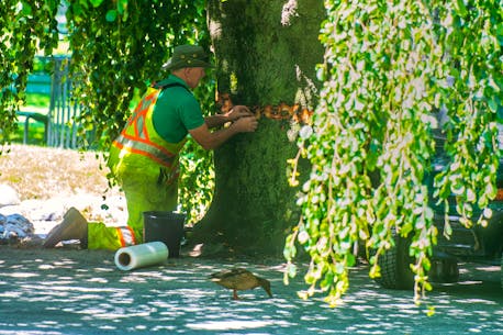 ‘The damage is devastating’: Trees vandalized in axe attack at Halifax Public Gardens