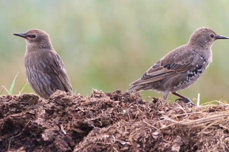 BRUCE MACTAVISH: How junior starlings might have you fooled