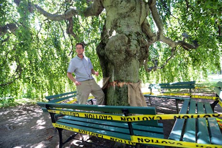 Some trees will not survive Halifax Public Gardens axe attack, botanist says