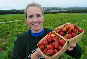 Susan Lester, market manager at Lester's Farm Market on Brookfield Road in St. John’s displays a few crates of freshly picked strawberries as the fields loom behind her on Wednesday, July 27. This year’s warmer than usual and dry summer weather wasn’t the kind needed for fields such as these and other outdoor farmland farmers crops. - Photo by Joe Gibbons/The Telegram