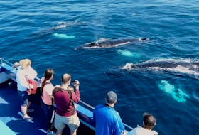 Visitors on Gatherall's Boat Tours take photos of some friendly humpback whales. - Courtesy of Gatherall’s Puffin & Whale Watch
