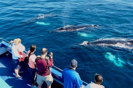Whale of a season: Newfoundland tours sighting lots of the regular arrivals and some surprising species