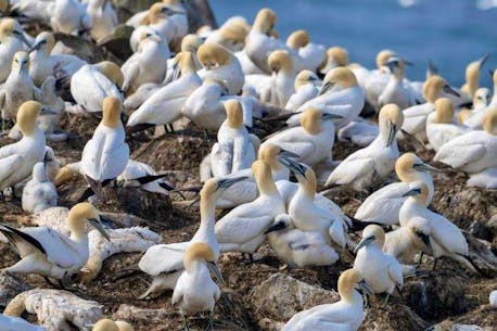 Preliminary test results show avian influenza in seabird populations in Newfoundland
