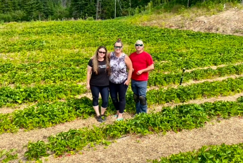 The Berry Bunch on Goose Arm Road in Deer Lake is a family-owned and run strawberry farm. From left are Melanie Simmons, Desiree Simmons and Andy Simmons. - Contributed