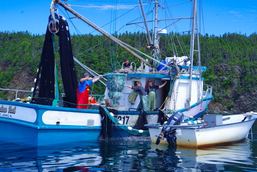 An inshore fishing crew in Newfoundland and Labrador uses a purse seine to catch capelin in 2019.
